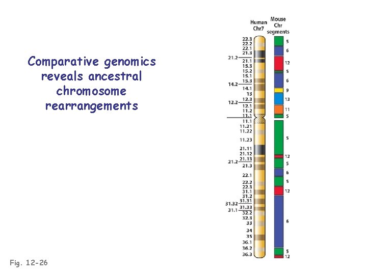 Comparative genomics reveals ancestral chromosome rearrangements Fig. 12 -26 