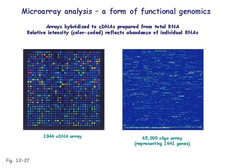 Microarray analysis – a form of functional genomics Arrays hybridized to c. DNAs prepared
