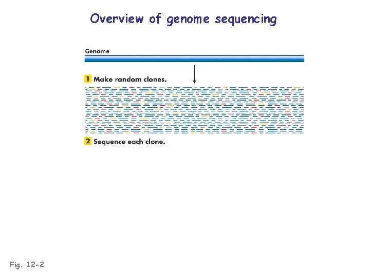 Overview of genome sequencing Fig. 12 -2 