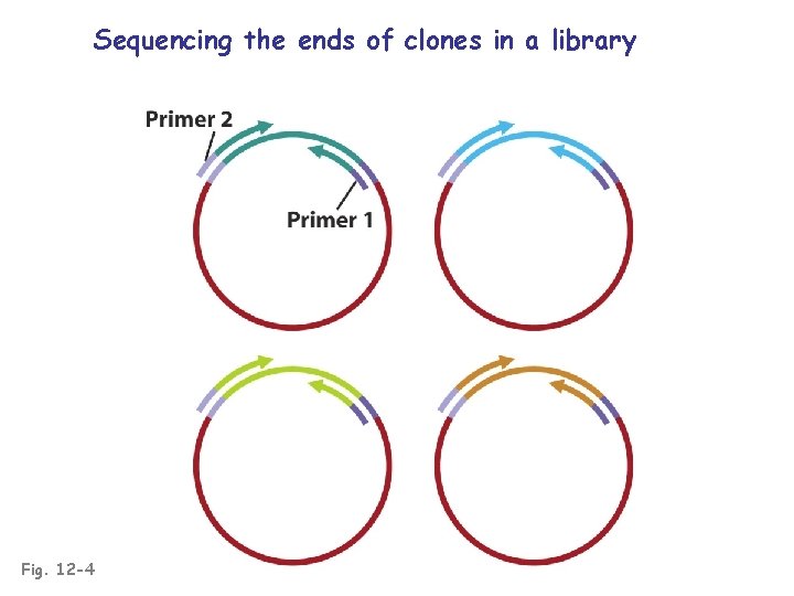 Sequencing the ends of clones in a library Fig. 12 -4 