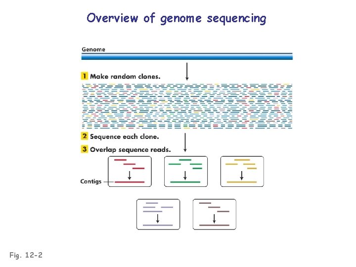 Overview of genome sequencing Fig. 12 -2 