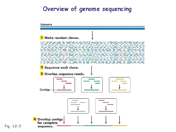 Overview of genome sequencing Fig. 12 -3 