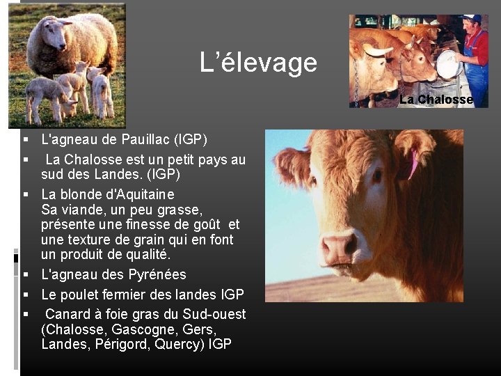 L’élevage La Chalosse L'agneau de Pauillac (IGP) La Chalosse est un petit pays au