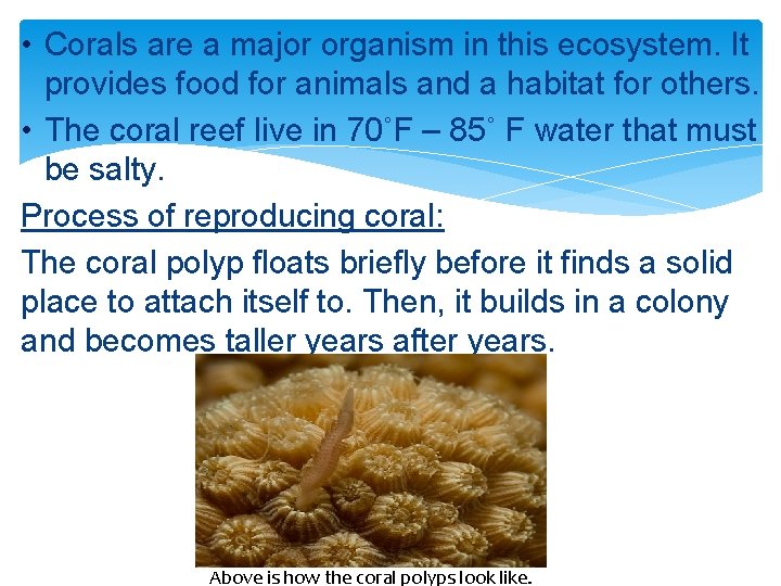  • Corals are a major organism in this ecosystem. It provides food for