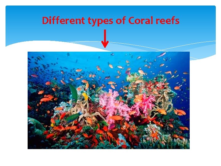 Different types of Coral reefs 