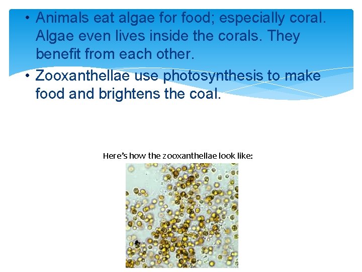  • Animals eat algae for food; especially coral. Algae even lives inside the