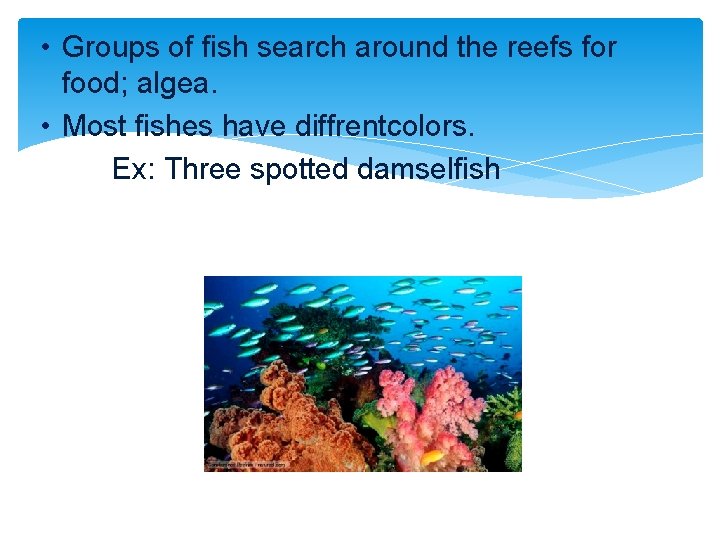 • Groups of fish search around the reefs for food; algea. • Most