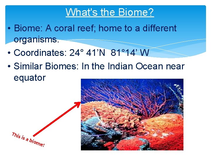 What's the Biome? • Biome: A coral reef; home to a different organisms. •