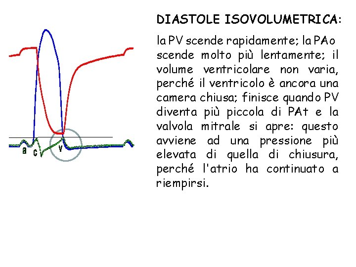 DIASTOLE ISOVOLUMETRICA: la PV scende rapidamente; la PAo scende molto più lentamente; il volume