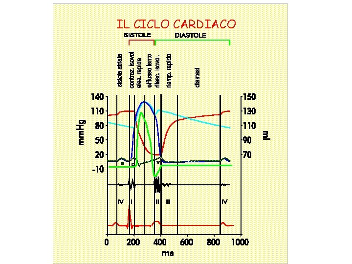 IL CICLO CARDIACO 