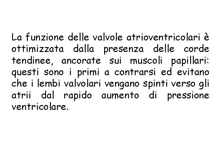 La funzione delle valvole atrioventricolari è ottimizzata dalla presenza delle corde tendinee, ancorate sui