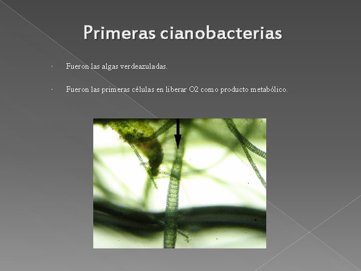 Primeras cianobacterias Fueron las algas verdeazuladas. Fueron las primeras células en liberar O 2