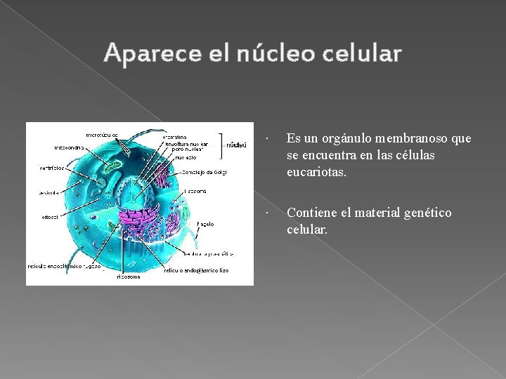 Aparece el núcleo celular Es un orgánulo membranoso que se encuentra en las células