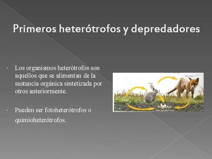Primeros heterótrofos y depredadores Los organismos heterótrofos son aquellos que se alimentan de la