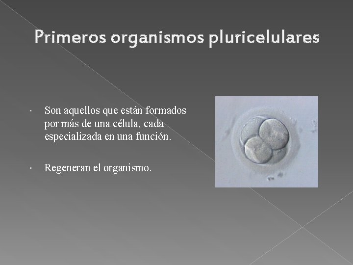 Primeros organismos pluricelulares Son aquellos que están formados por más de una célula, cada