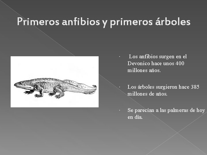 Primeros anfibios y primeros árboles Los anfibios surgen en el Devonico hace unos 400