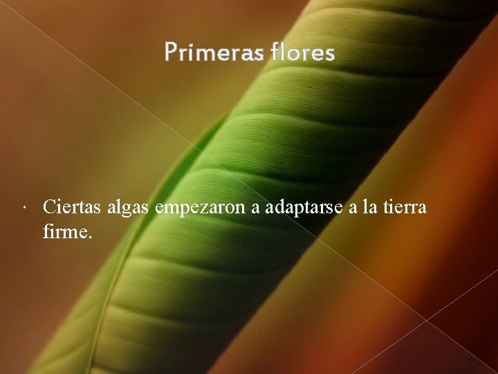 Primeras flores Ciertas algas empezaron a adaptarse a la tierra firme. 