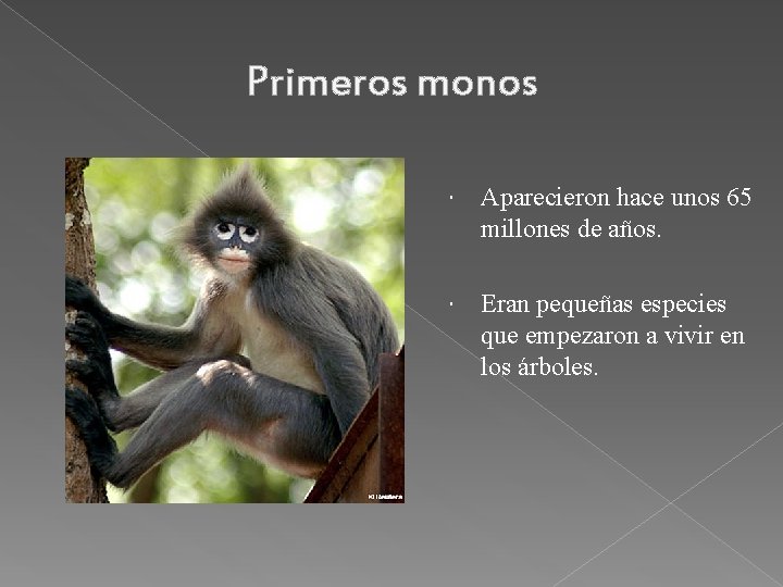 Primeros monos Aparecieron hace unos 65 millones de años. Eran pequeñas especies que empezaron