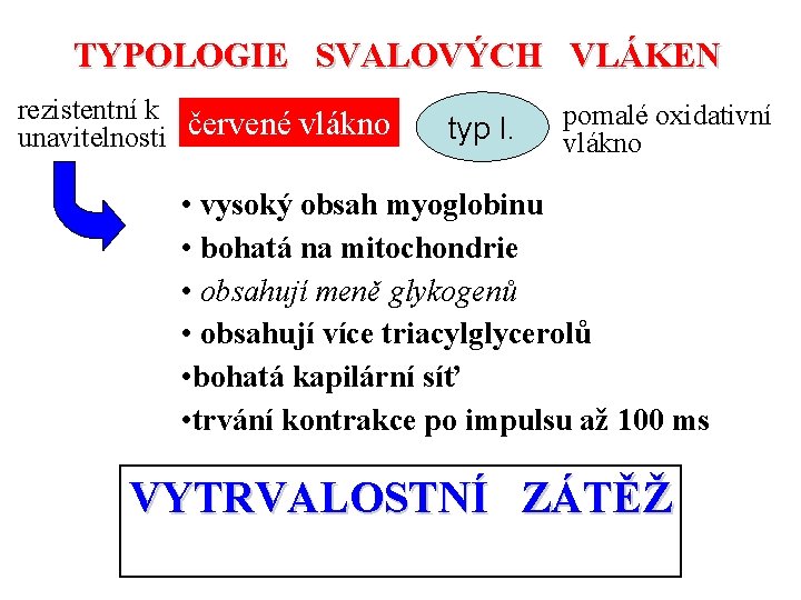 TYPOLOGIE SVALOVÝCH VLÁKEN rezistentní k unavitelnosti červené vlákno typ I. pomalé oxidativní vlákno •