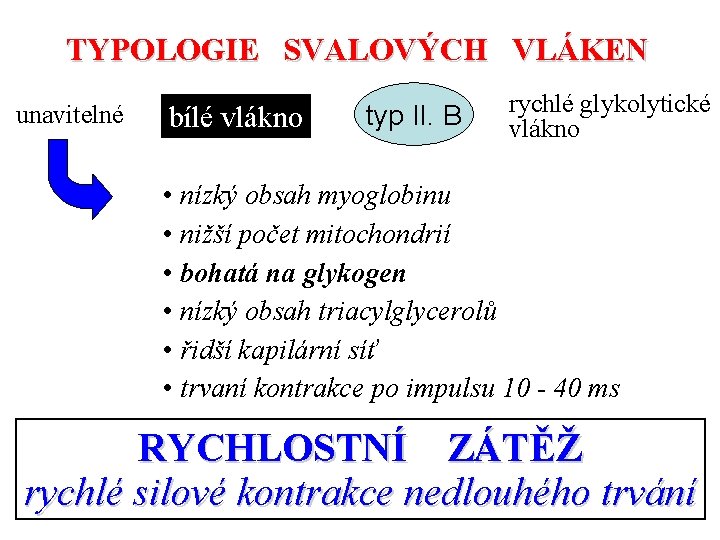 TYPOLOGIE SVALOVÝCH VLÁKEN unavitelné bílé vlákno typ II. B rychlé glykolytické vlákno • nízký