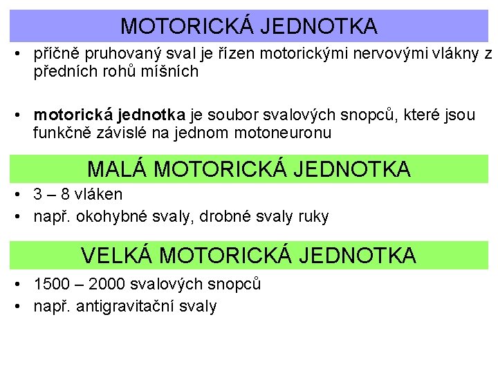 MOTORICKÁ JEDNOTKA • příčně pruhovaný sval je řízen motorickými nervovými vlákny z předních rohů