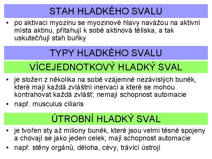 STAH HLADKÉHO SVALU • po aktivaci myozinu se myozinové hlavy navážou na aktivní místa