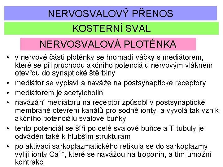 NERVOSVALOVÝ PŘENOS KOSTERNÍ SVAL NERVOSVALOVÁ PLOTÉNKA • v nervové části ploténky se hromadí váčky
