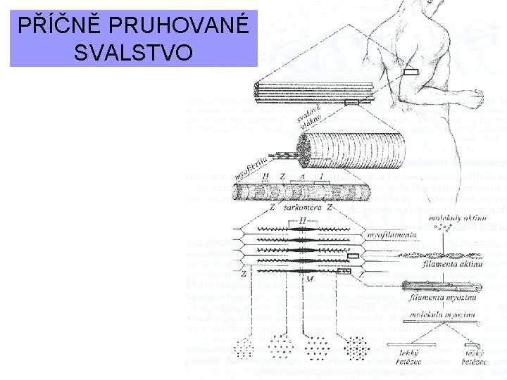 PŘÍČNĚ PRUHOVANÉ SVALSTVO 