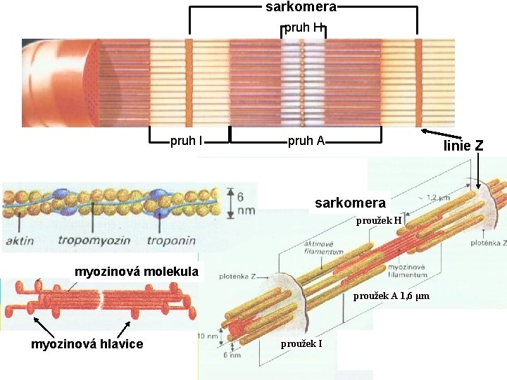 sarkomera pruh H pruh I pruh A linie Z sarkomera proužek H myozinová molekula