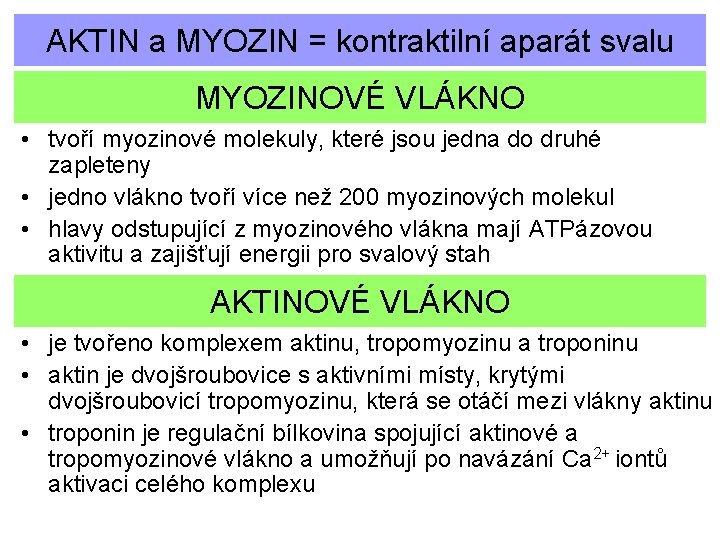 AKTIN a MYOZIN = kontraktilní aparát svalu MYOZINOVÉ VLÁKNO • tvoří myozinové molekuly, které