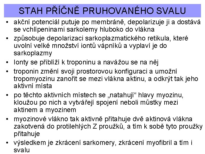 STAH PŘÍČNĚ PRUHOVANÉHO SVALU • akční potenciál putuje po membráně, depolarizuje ji a dostává