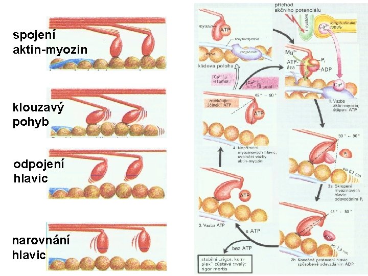 spojení aktin-myozin klouzavý pohyb odpojení hlavic narovnání hlavic 
