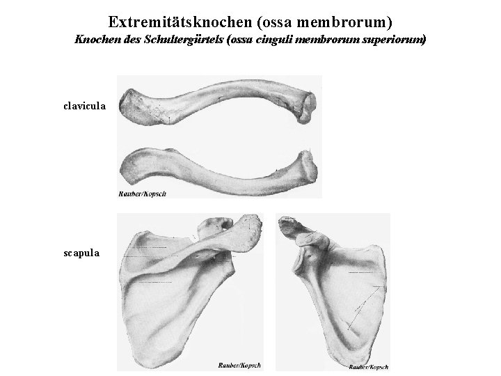 Extremitätsknochen (ossa membrorum) Knochen des Schultergürtels (ossa cinguli membrorum superiorum) clavicula scapula 
