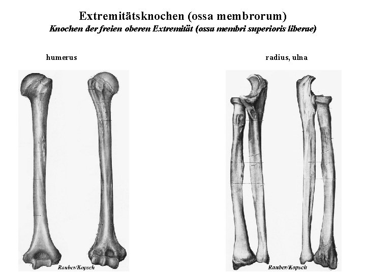 Extremitätsknochen (ossa membrorum) Knochen der freien oberen Extremität (ossa membri superioris liberae) humerus radius,