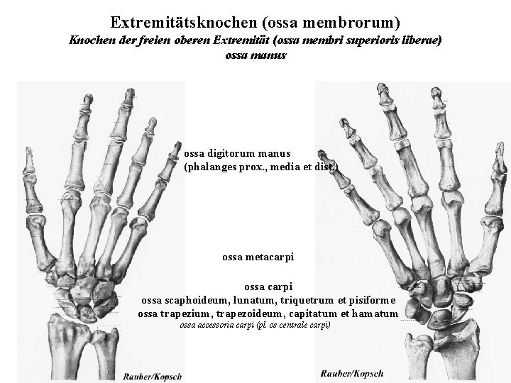 Extremitätsknochen (ossa membrorum) Knochen der freien oberen Extremität (ossa membri superioris liberae) ossa manus