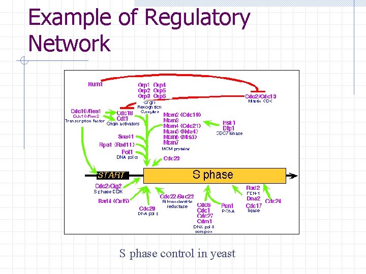 Example of Regulatory Network S phase control in yeast 