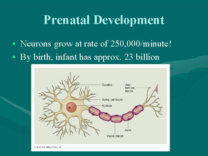 Prenatal Development • Neurons grow at rate of 250, 000/minute! • By birth, infant