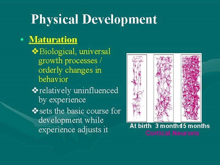 Physical Development • Maturation v. Biological, universal growth processes / orderly changes in behavior