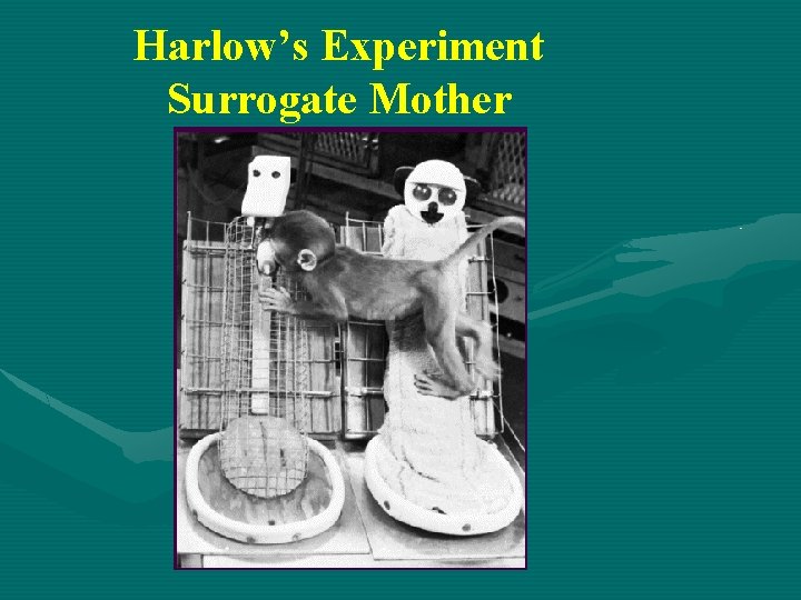 Harlow’s Experiment Surrogate Mother 