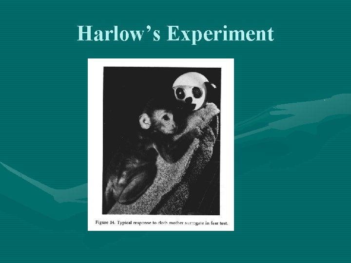 Harlow’s Experiment 