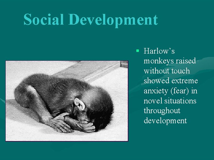 Social Development § Harlow’s monkeys raised without touch showed extreme anxiety (fear) in novel