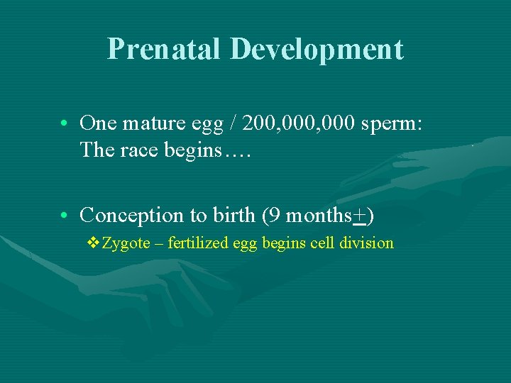 Prenatal Development • One mature egg / 200, 000 sperm: The race begins…. •