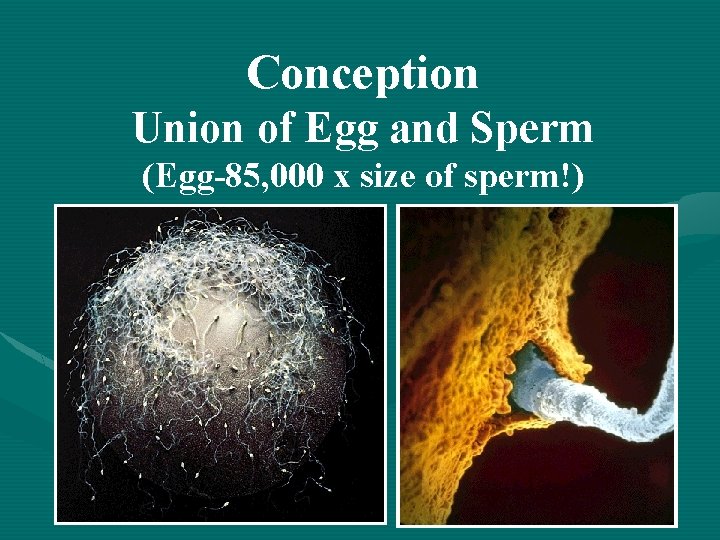 Conception Union of Egg and Sperm (Egg-85, 000 x size of sperm!) 