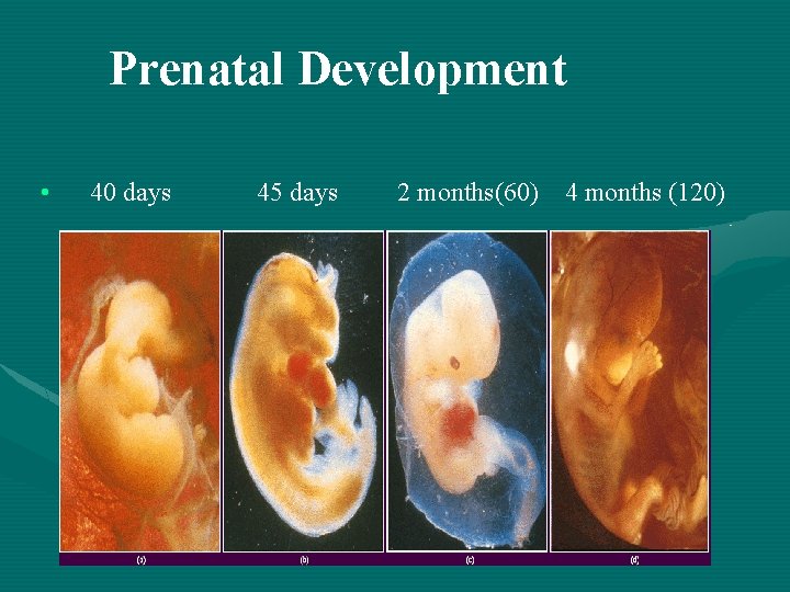 Prenatal Development • 40 days 45 days 2 months(60) 4 months (120) 