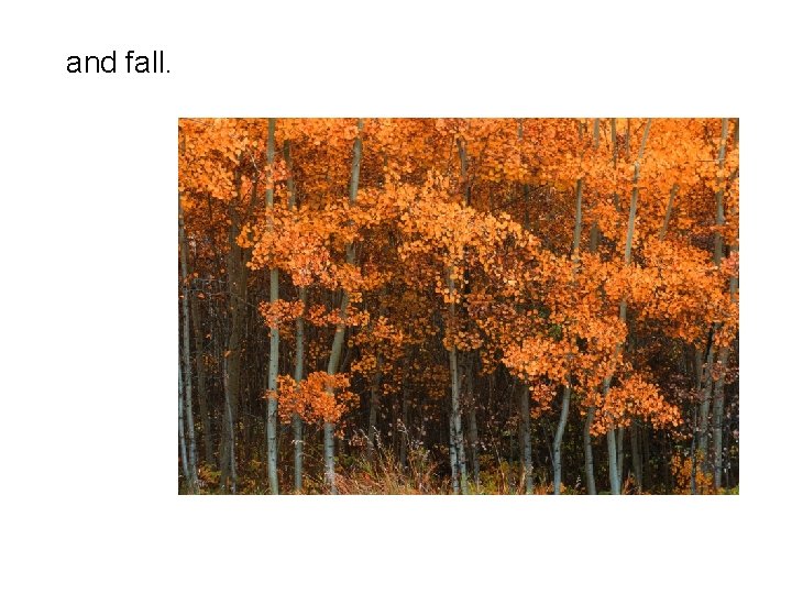 and fall. 