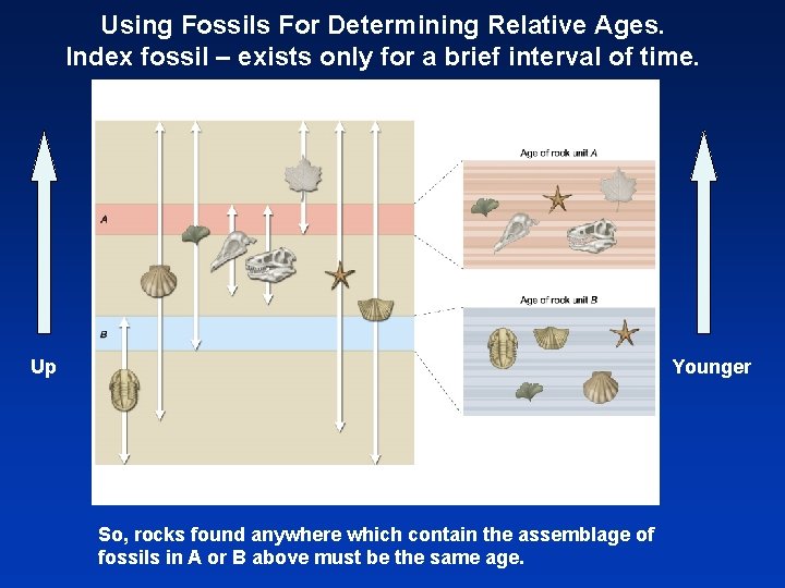 Using Fossils For Determining Relative Ages. Index fossil – exists only for a brief