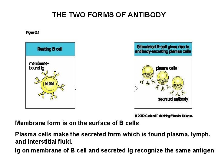 ELEMENTS OF THE IMMUNE SYSTEM CELLS AND TISSUES