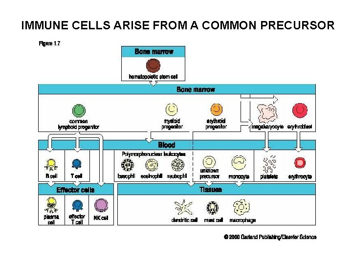 ELEMENTS OF THE IMMUNE SYSTEM CELLS AND TISSUES
