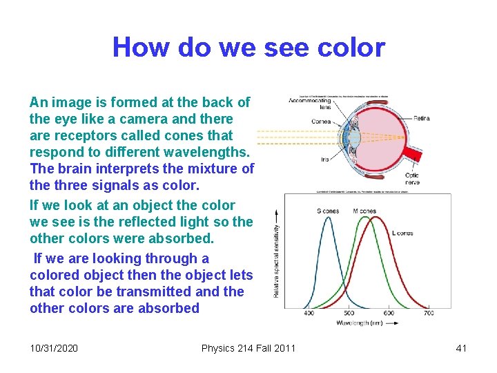 How do we see color An image is formed at the back of the