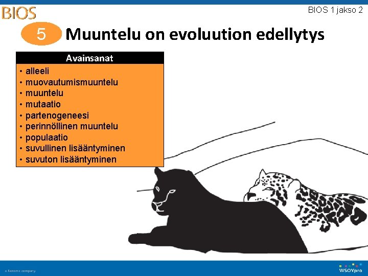 BIOS 1 jakso 2 5 Muuntelu on evoluution edellytys Avainsanat • alleeli • muovautumismuuntelu